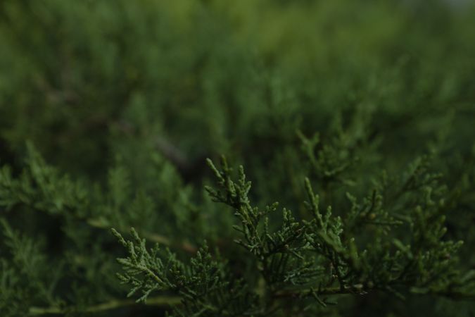 Thuja branches on whole background, close up and space for text