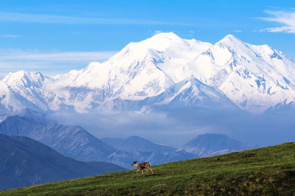 Caribou in a field with a picturesque snow topped mountain