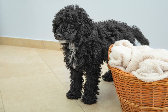 Cute poodle pet at home standing next to basket