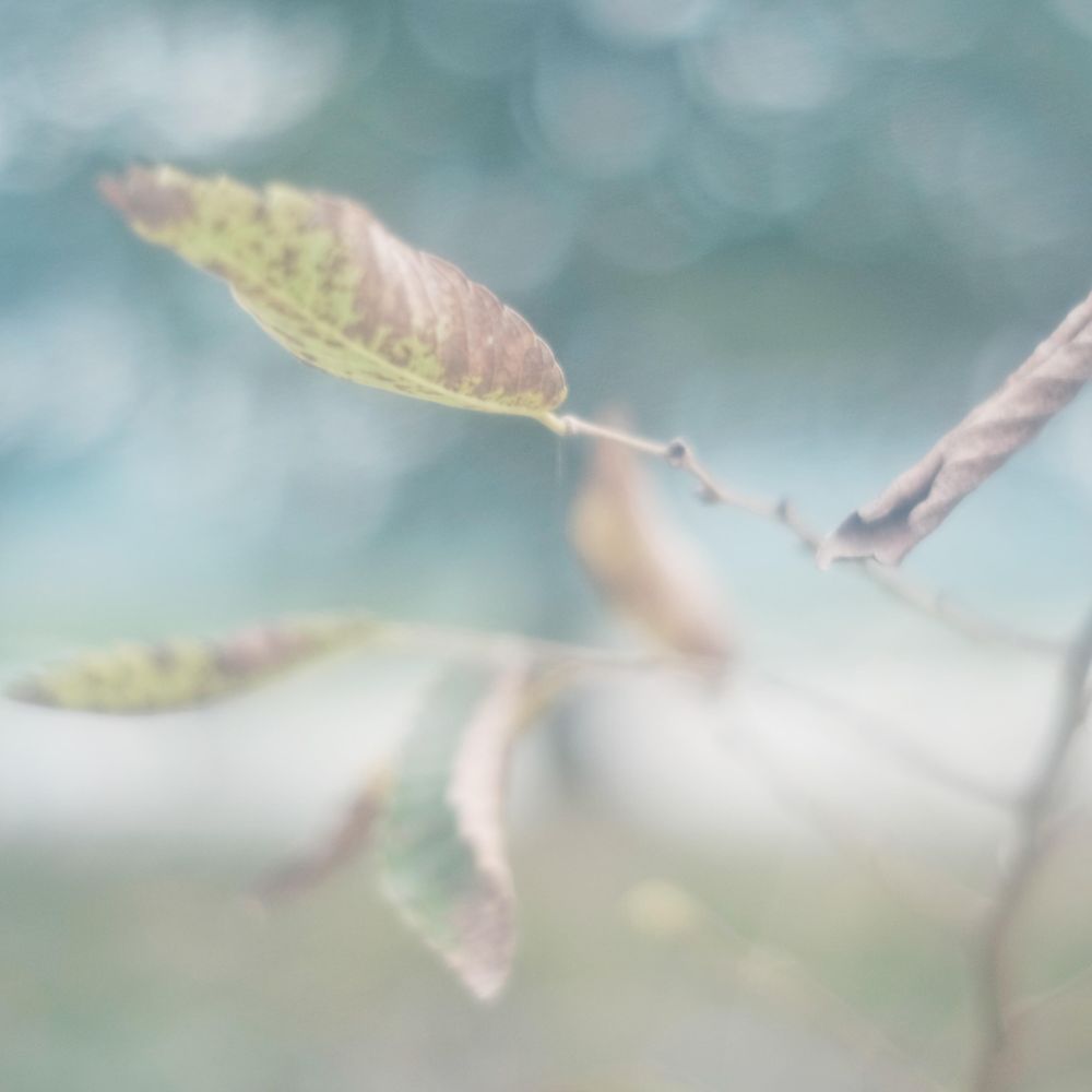 Green leaves in close-up
