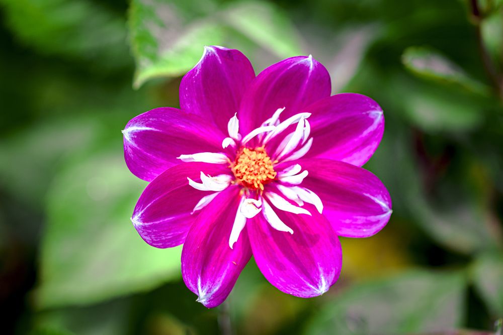Vibrant pink flower with light details in center
