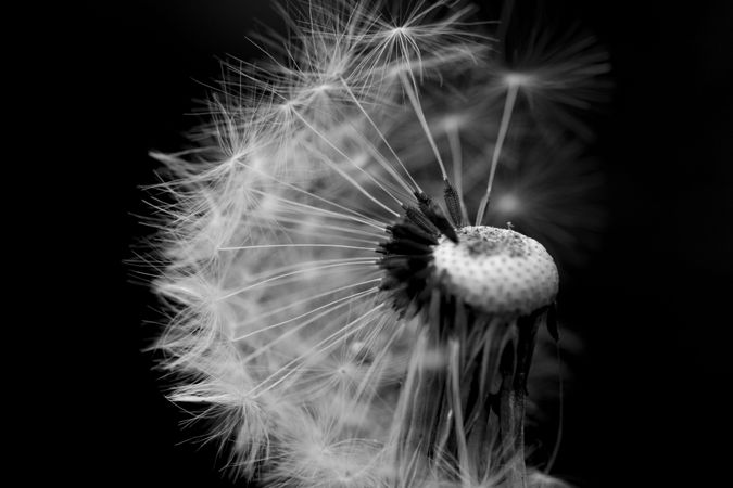 Grayscale photo of dandelion