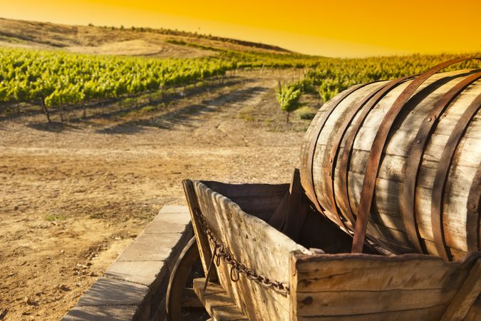 Grape Vineyard with Old Barrel Carriage Wagon.