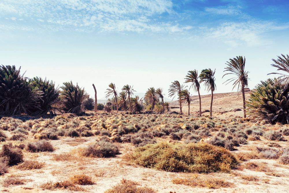 Palm trees growing in sand on seashore