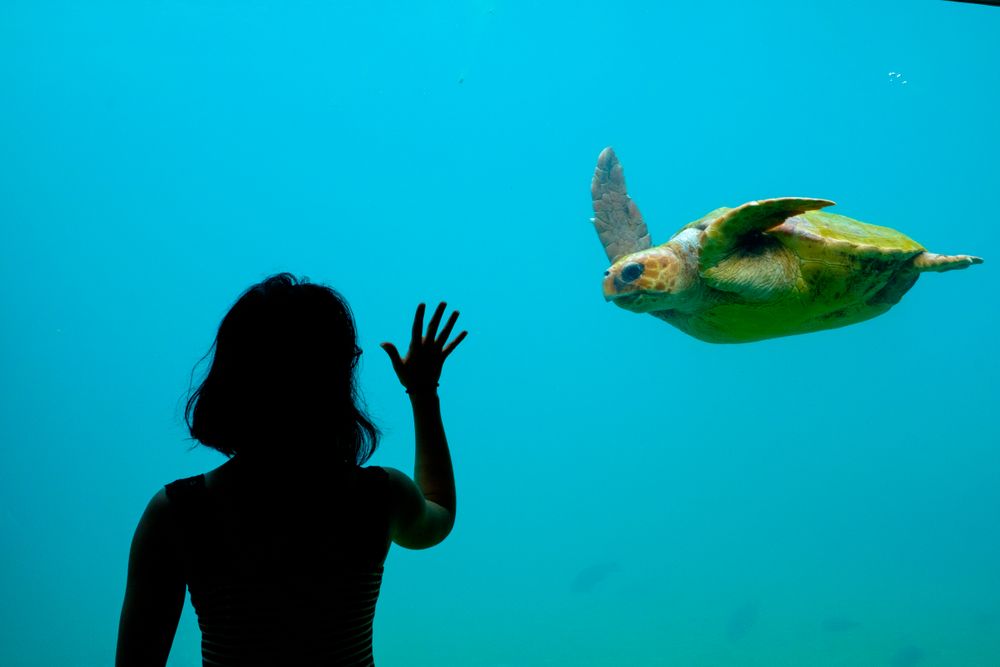 Silhouette of woman touching a huge aquarium with green turtle swimming in it