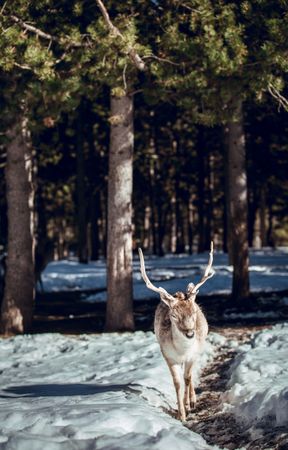 Deer pasturing near trees between snow