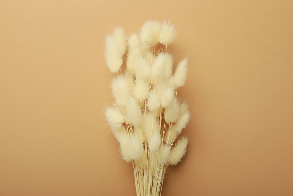 Dried bunny tail bouquet centered on a neutral brown background