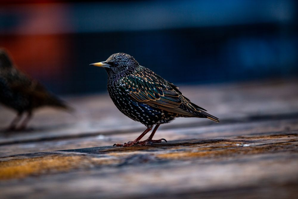 Common starling on brown wooden surface