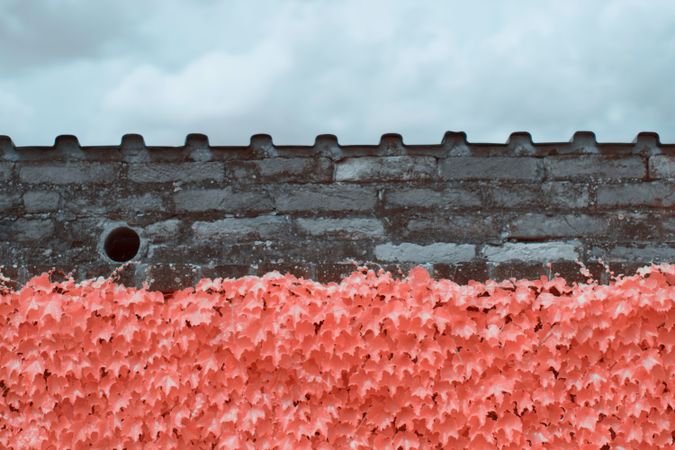 Infrared trees near suburban Stone fence