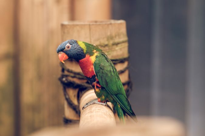 Colorful parrot on wooden fence in park
