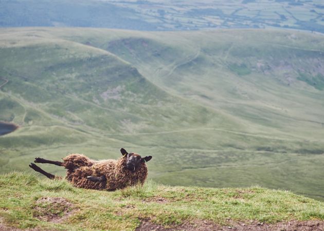 Sheep rolling in the grass on top of a mountain
