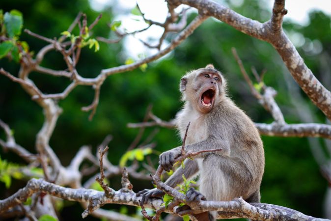 Rhesus macaque perching on tree
