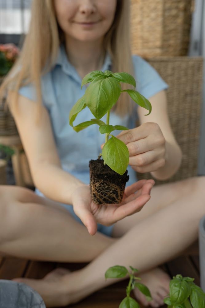 An unrecognizable woman holds a basil plant in her hands