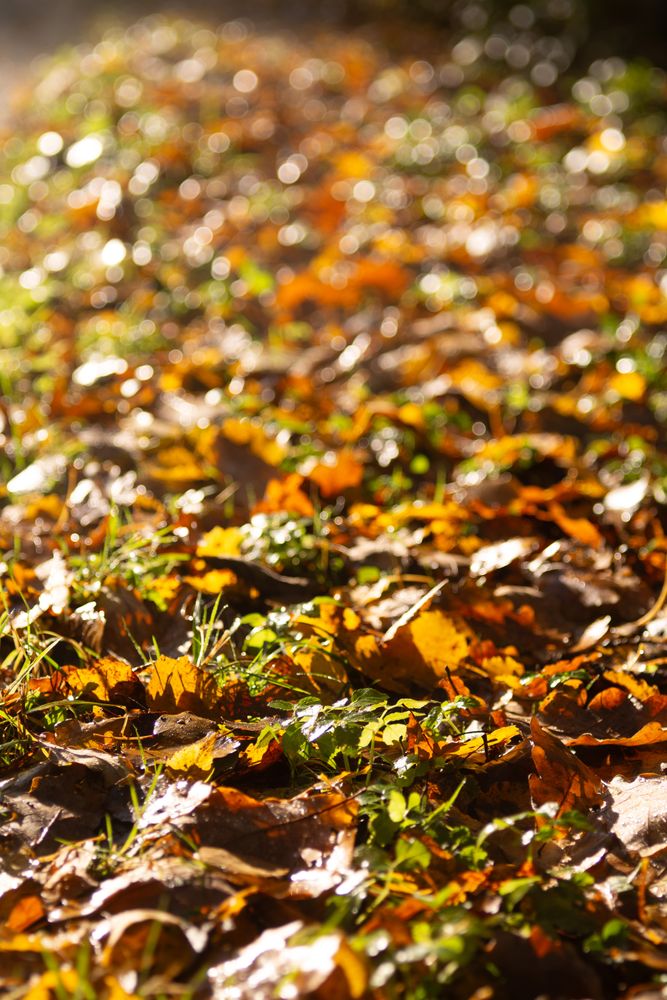 Autumn Leaves on Ground with Golden Light