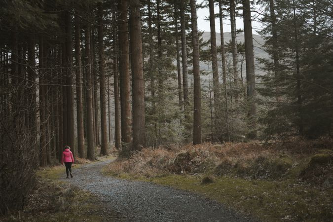 Tourist walking on footpath in forest park