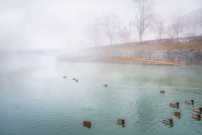 Foggy river and wild ducks