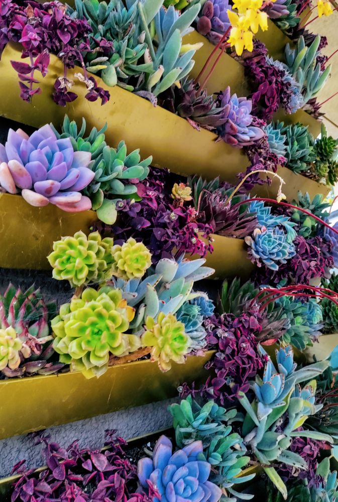 Succulents garden