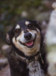 Tri-colored dog outdoor