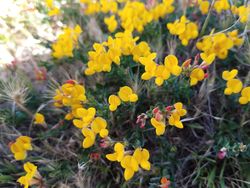 Yellow lotus-corniculatus in a garden