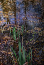 Bright green grass growing in stagnant water
