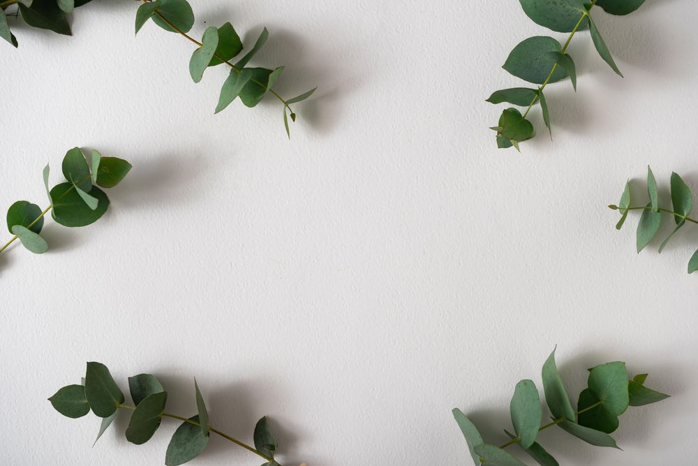 Eucalyptus leaves on light background