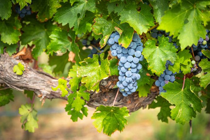 Lush Wine Grapes Clusters Hanging On The Vine