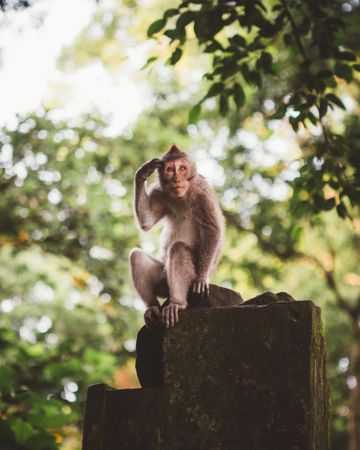 Cute monkey on stone in tropical woods