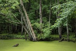Decayed vegetation has given the Run Swamp in Camden County, North Carolina n56VL5