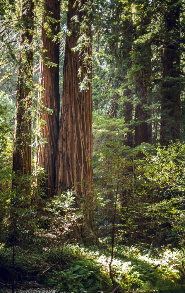 High green trees in forest in summer