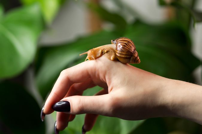 Snail Achatina on woman hand on nature background