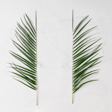 Leaves on paper