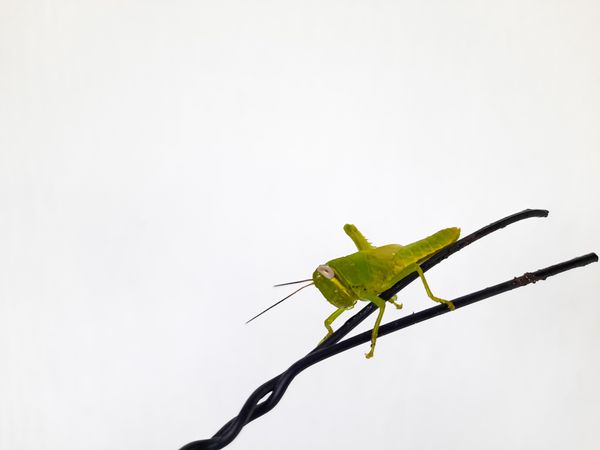 Green Grasshopper Perched on Wire Against Plain Background