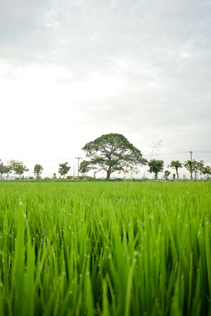 Vast grassy field in Indonesia