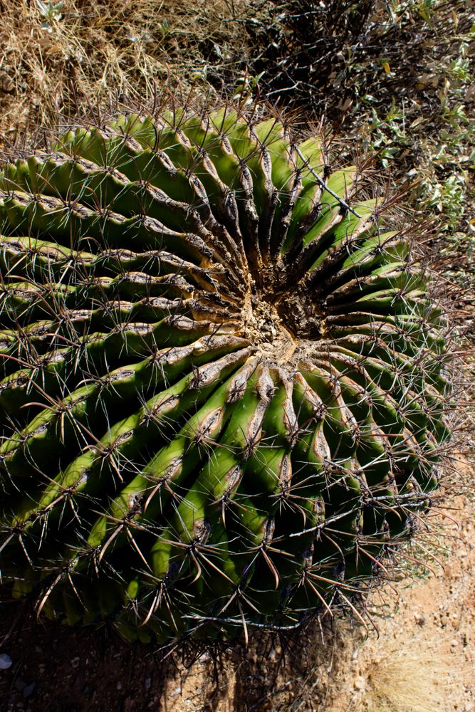 Top of cactus in the wild