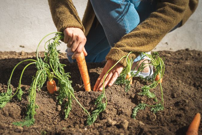 Crop woman harvesting carrot in garden