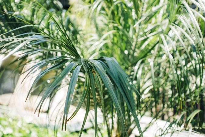 Palm tree leaves in close-up