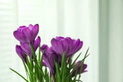 Beautiful spring crocus against light background, space for text