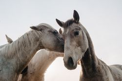 Funny horses on meadow