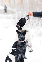Treat Time in Snow