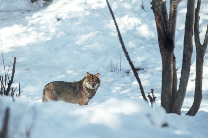 Wolf on hill near stones and snow