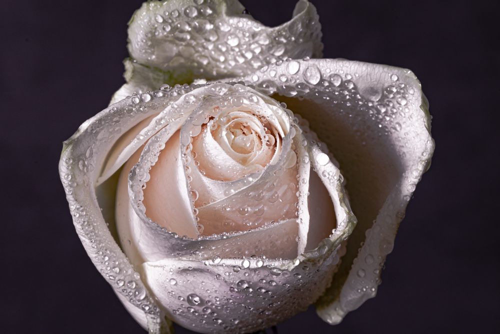 Center of light rose with dew