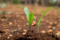 Plant budding from the soil