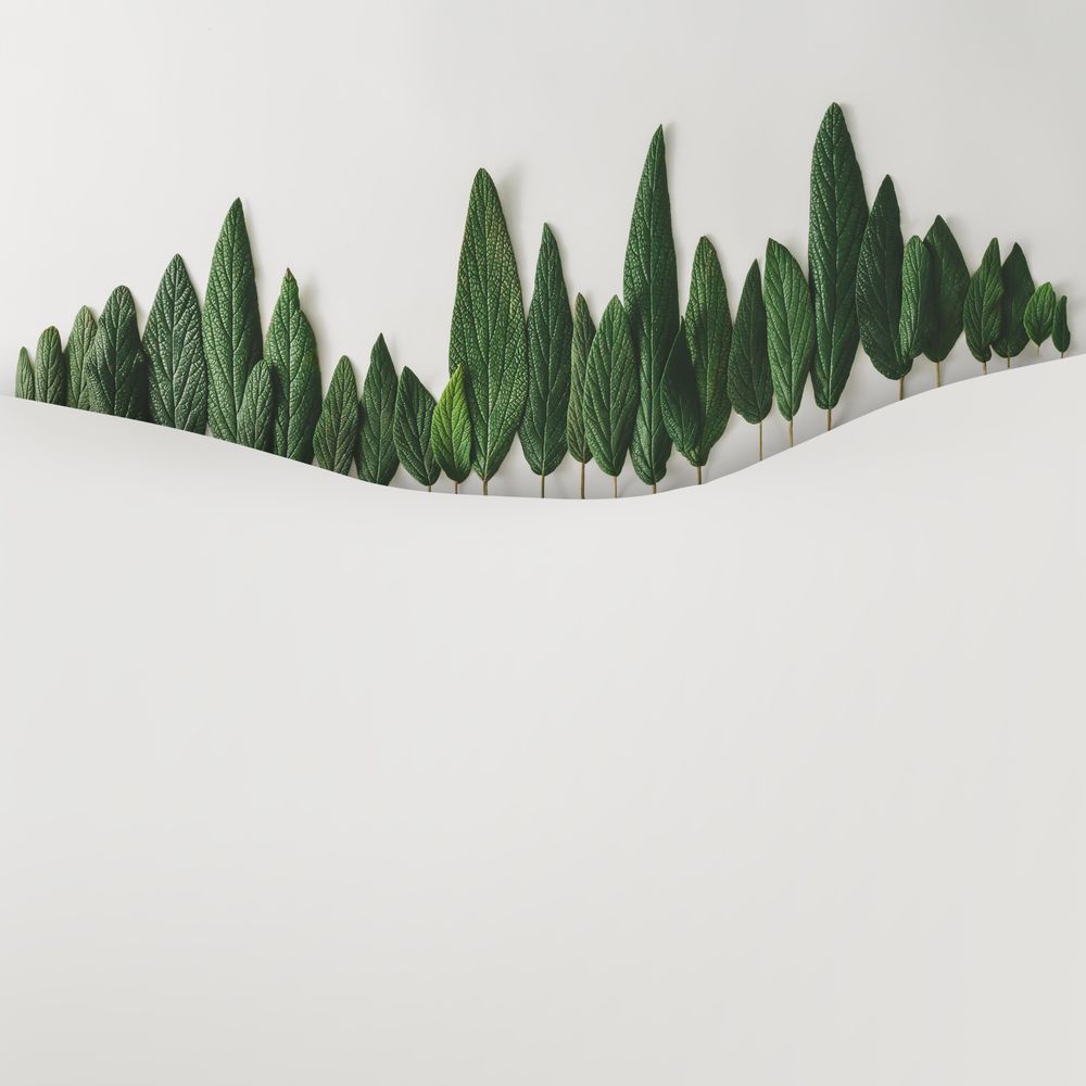 Green leaves in row on light background