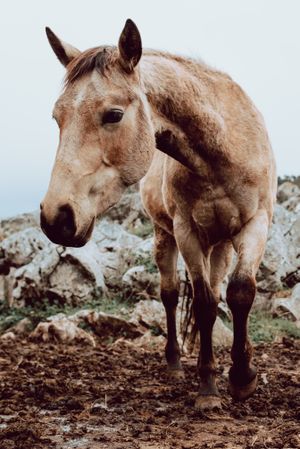 Horse pasturing on meadow