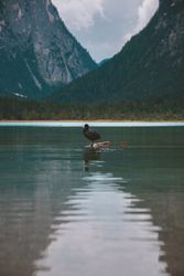 duck on lake in mountains
