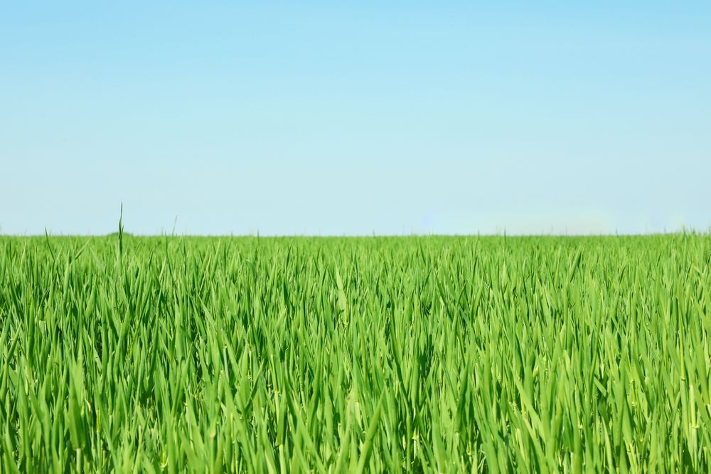 Green grass field, space for text. Beautiful spring greenery