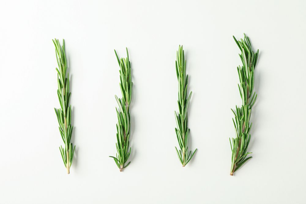 Flat lay composition with rosemary on neutral background, space for text