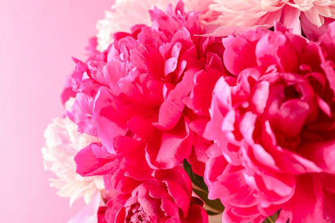Bouquet of beautiful pink peonies against light background, space for text and closeup