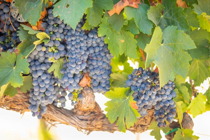 Vineyard with Lush, Ripe Wine Grapes on the Vine Ready for Harvest