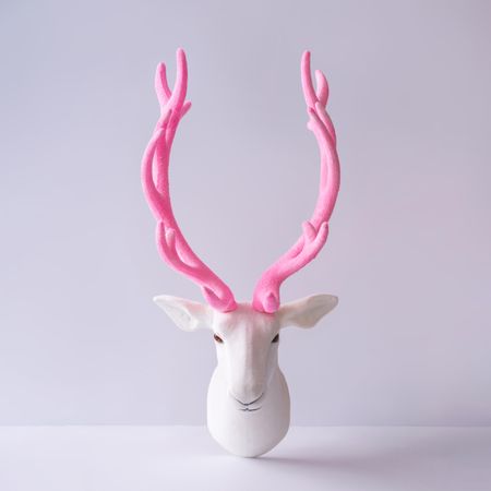 Reindeer with pink antlers